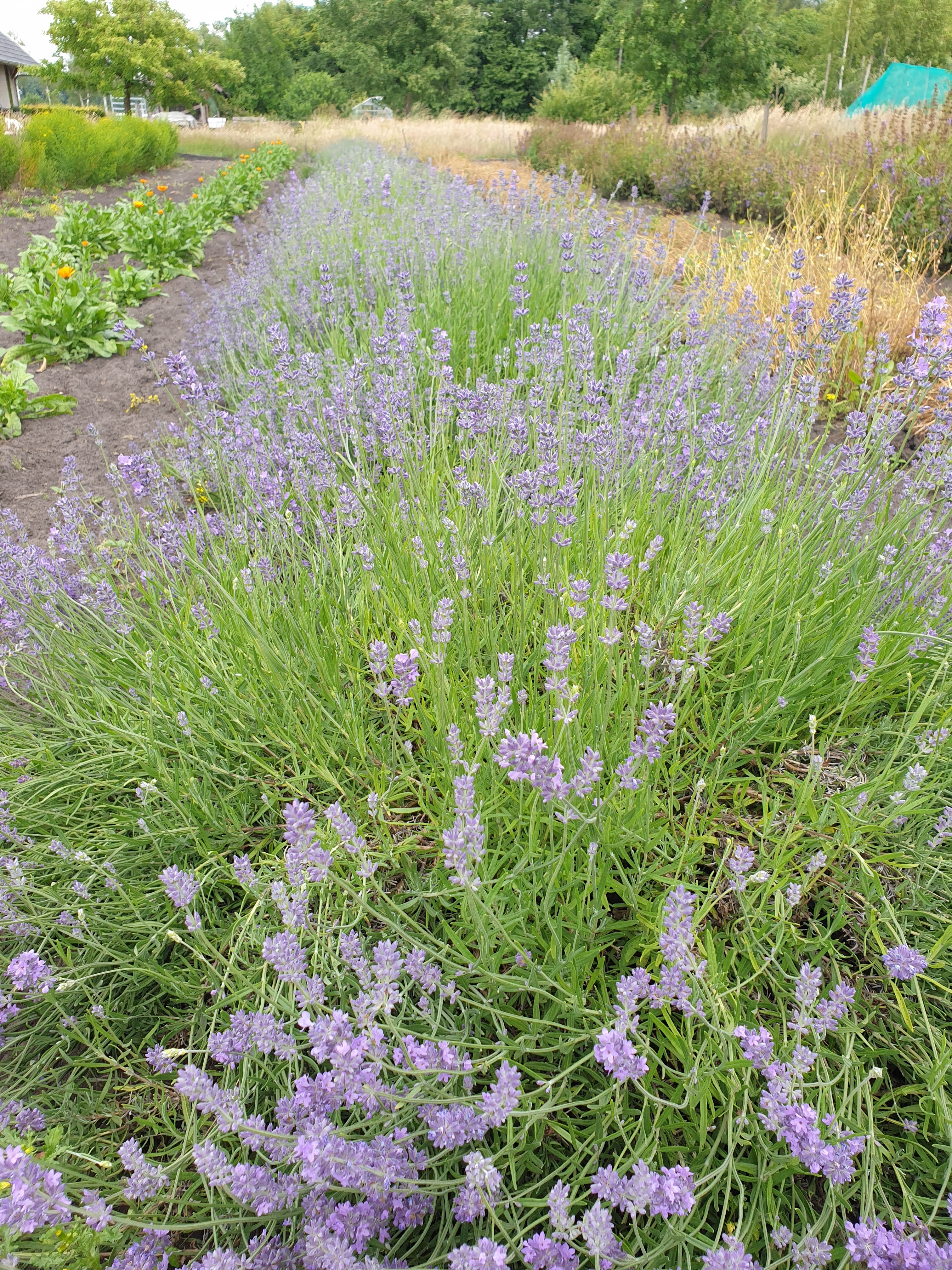 Ontspannings Voetbad