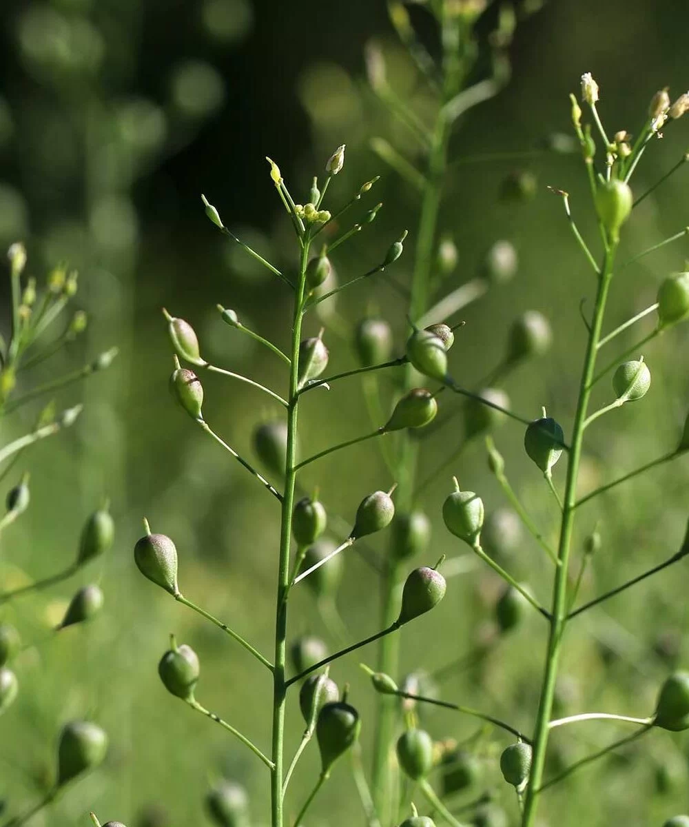 Halse Berken Huidolie