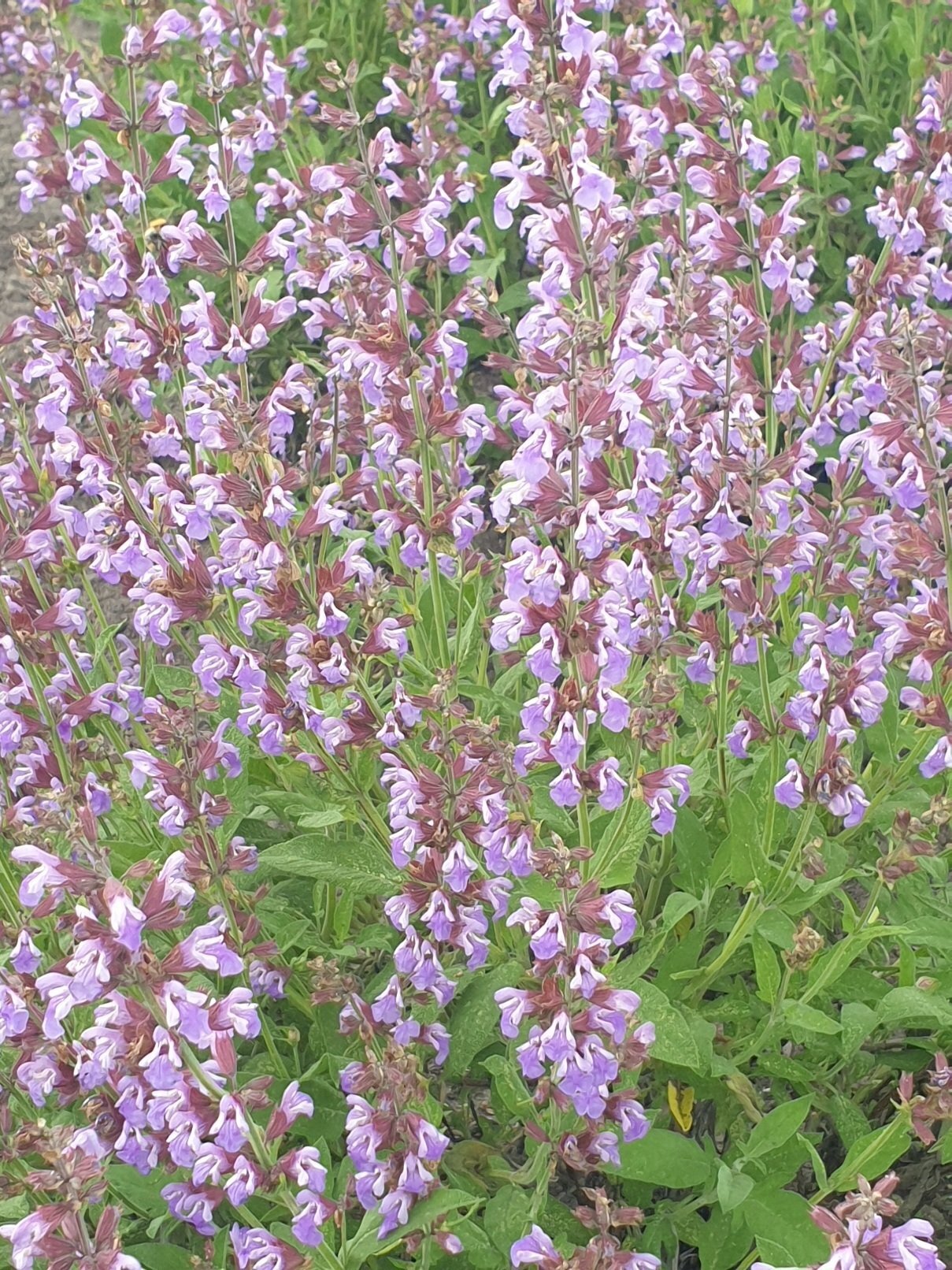 ​Mondwater met zilverschoon en salie