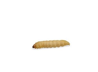Doosje Wasmotlarven