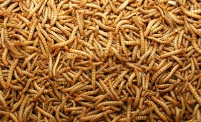 Levende meelwormen 100gr