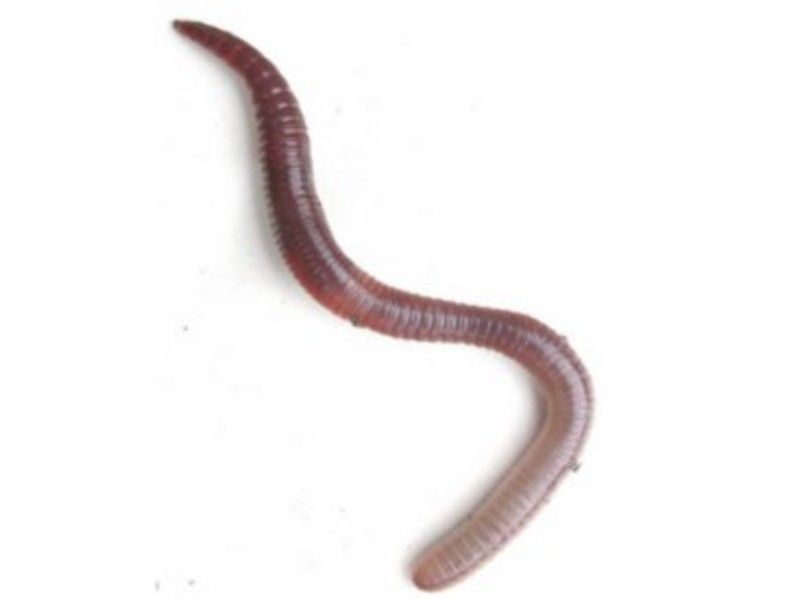 Doosje regenwormen 15st