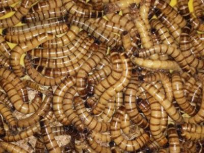Levende moriowormen 100gr