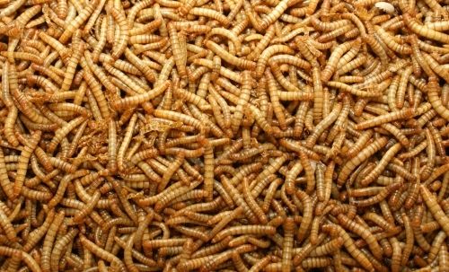 Levende meelwormen per kilo