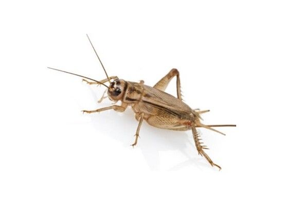 Doosje krekels nr 5 Doosje krekels nr 5