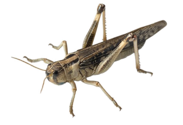 Doosje grote sprinkhanen 25st