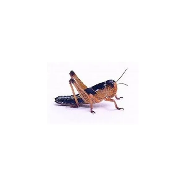 Doosje 1cm sprinkhanen