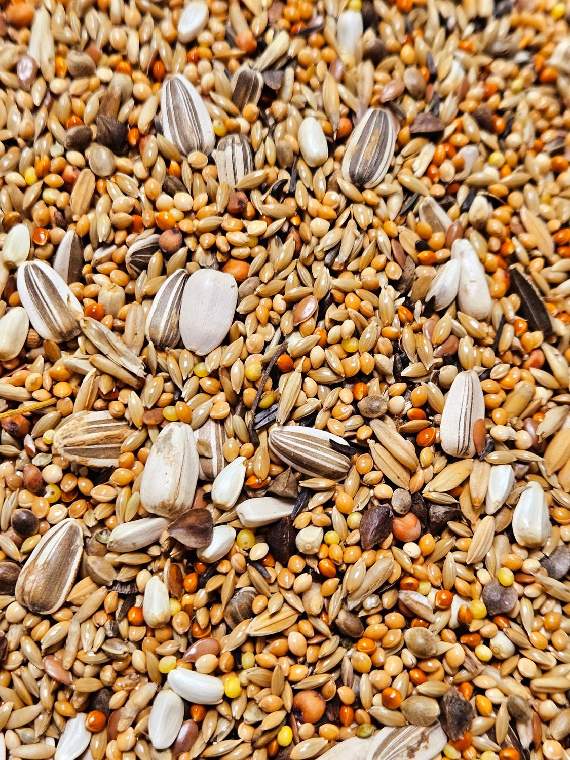 Grote parkiet met zonnebloempitten 5kg