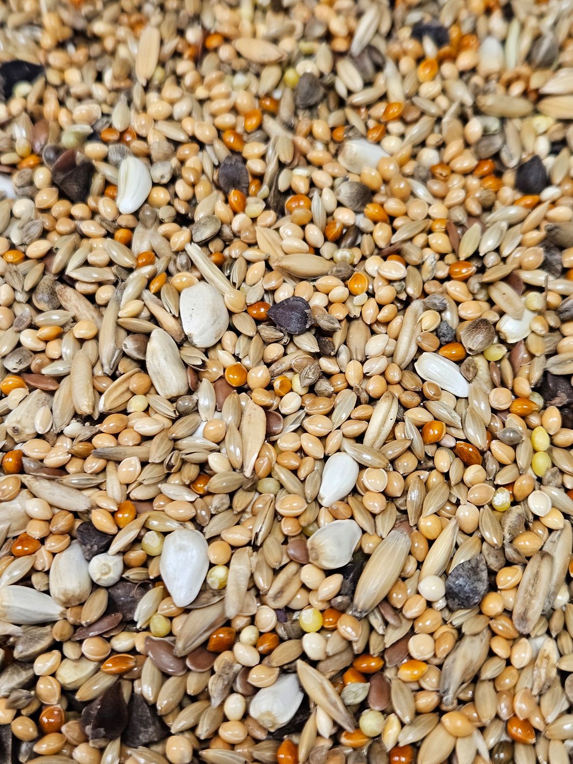 Agaporniden 5kg