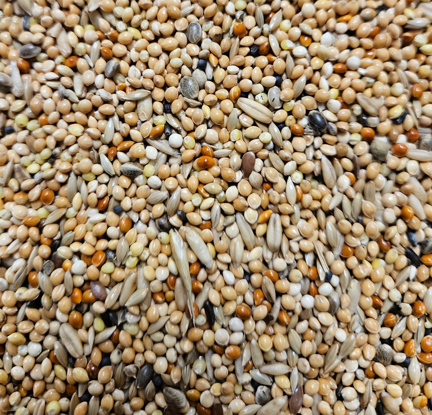 Grasparkieten 20kg
