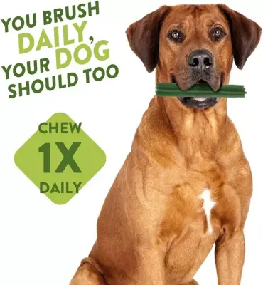 Dental Sticks