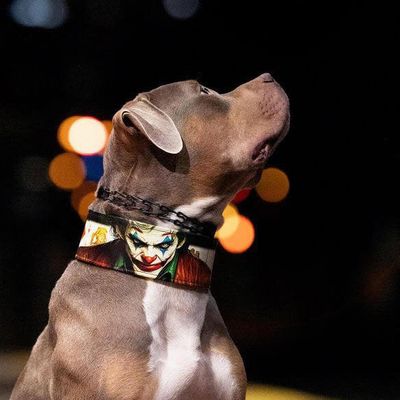 The Joker Limited Collar S-XXL