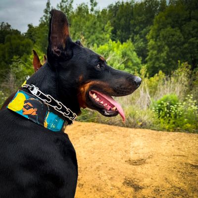 The BCW Limited Collar S-XXL