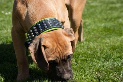 The "Stud" dog collar M-XL