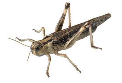 Doosje grote sprinkhanen 50st Doosje grote sprinkhanen 50st