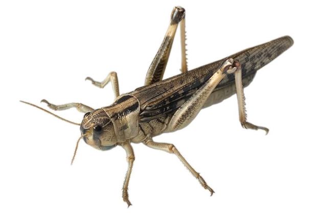 Doosje grote sprinkhanen 25st