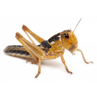 Voeding (voedseldieren & droogvoer)