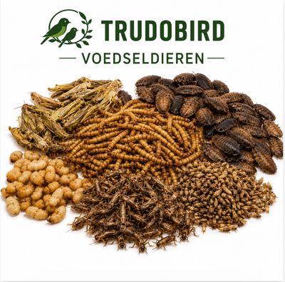 Voeding (voedseldieren & droogvoer)