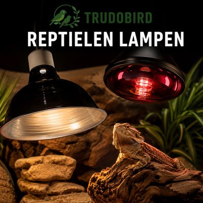 Lampen en toebehoren