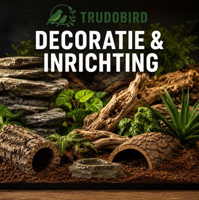 Decoratie & Inrichting terrarium