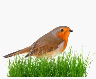 Buitenvogels - tuinvogels