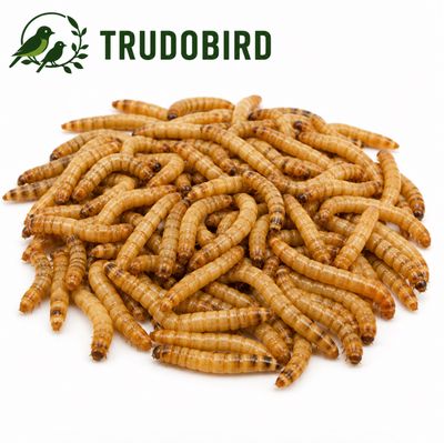 Levende moriowormen 100gr Levende moriowormen 100gr