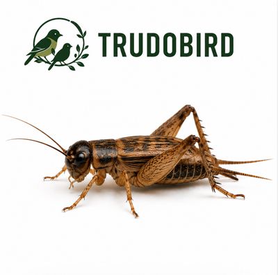 Doosje krekels nr 3 Doosje krekels nr 3