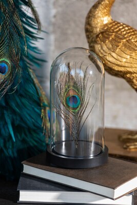 Bell Jar Peacock Feather 1Piece Glass Mdf Black Small