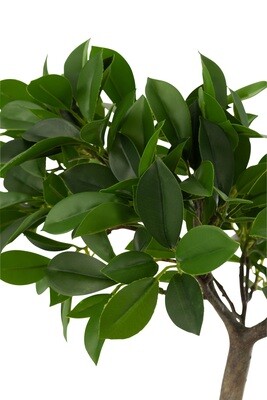 Ginseng Ficus Tree In Pot Plastic Green/Black Small