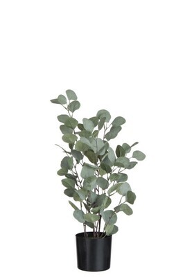 Eucalyptus In Pot Plastic Green Large