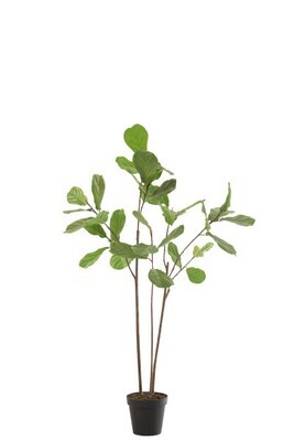 Fiddle-Leafplant In Pot Plastic Dark Green