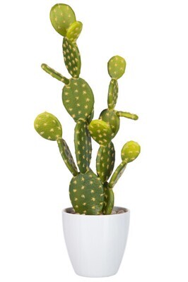 Fig Cactus Green Large