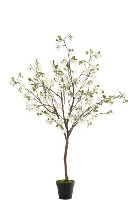 Blossomtree Plastic White/Brown Large