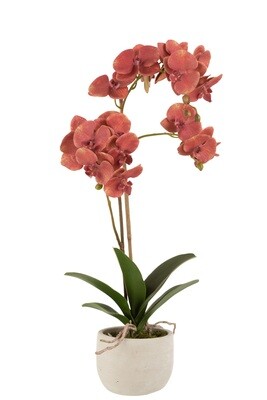 Orchid In Pot Plastic/Cement Deep Red/Beige
