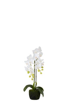 Orchid Fresh Touch White Small
