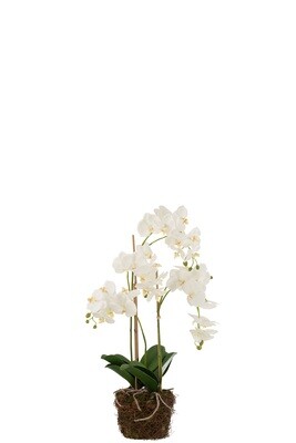 Orchid In Soil Plastic White/Green Large