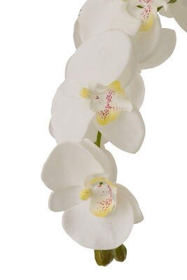 Orchid In Soil Plastic White/Green Extra Large