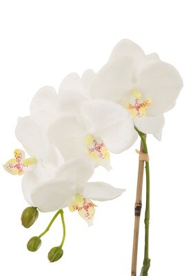 Orchid In Soil Plastic White/Green Small