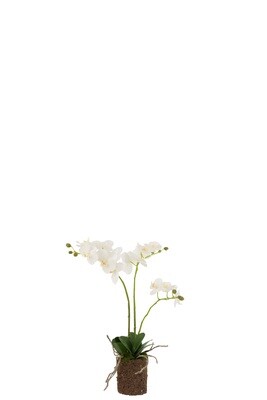 Orchid In Soil Plastic White/Green Medium