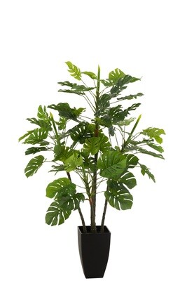 Philodendron In Pot Plastic Green Large