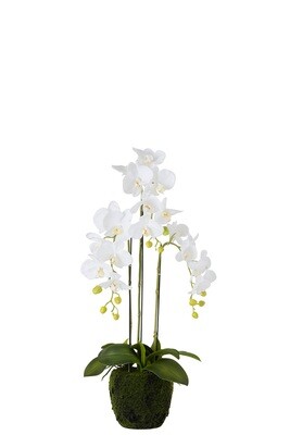 Orchid Fresh Touch White Medium