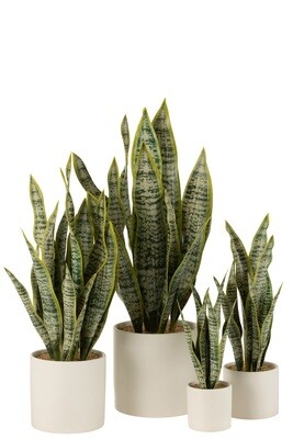 Plant Sansevieria In Pot Pvc Green Extra Large