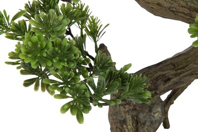 Podocarpus Bonsai Artificial Green Large