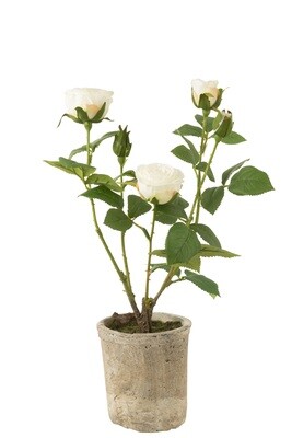 Rose 5 Heads In Pot Plastic/Textile White/Green