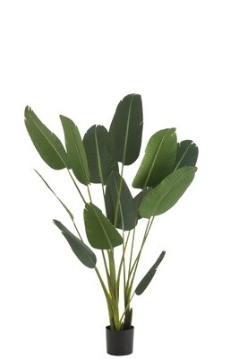 Strelitzia Plastic Green Medium