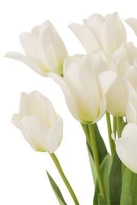Tulips In Bundle Plastic White/Green