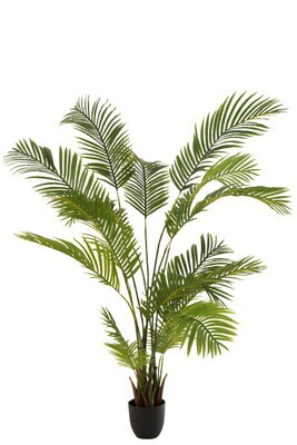 Chrysalidocarpus In Pot Plastic Green
