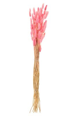 Bundle Bunnytail Dried Pink
