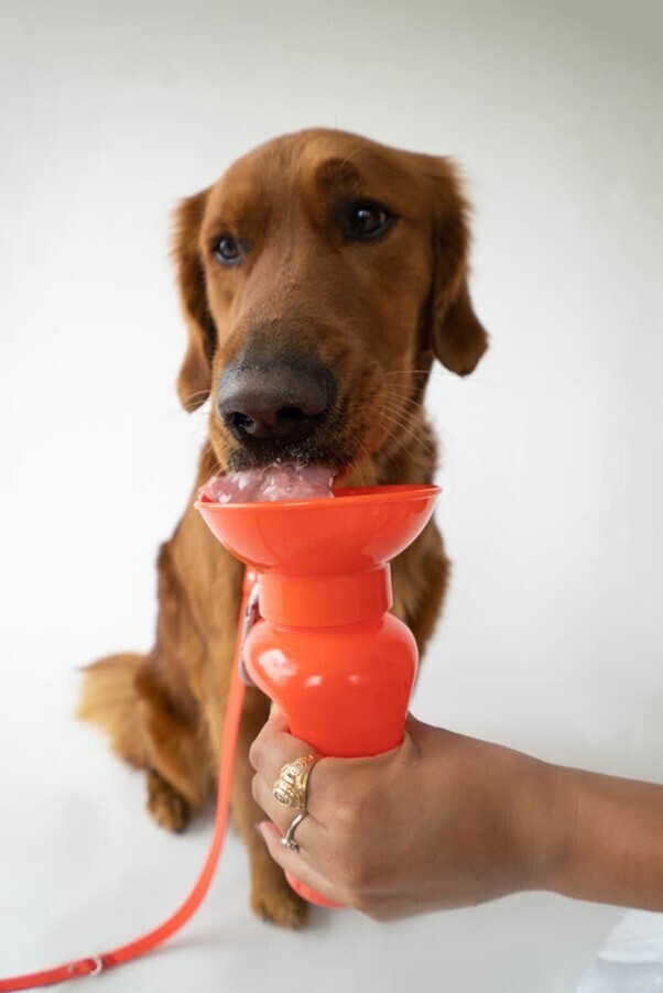 Classic Waterfles voor honden - Klaproos