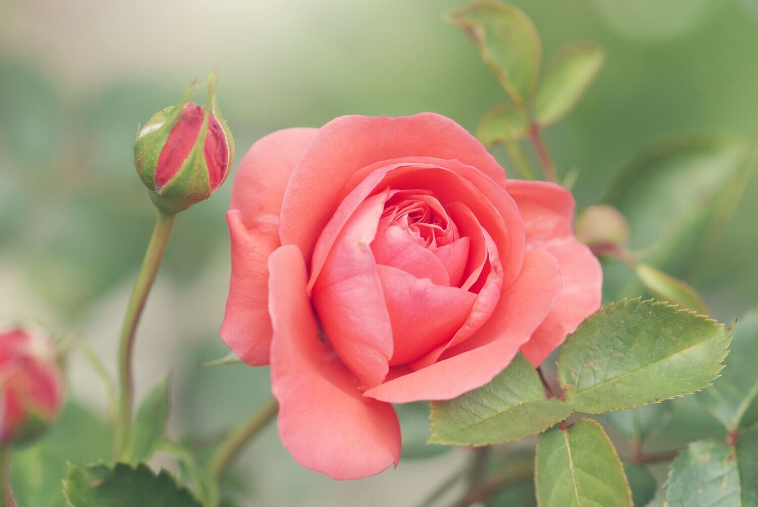 Wild Rose Soap